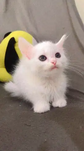 Kucing persia jantan