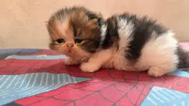 Adop anak kucing