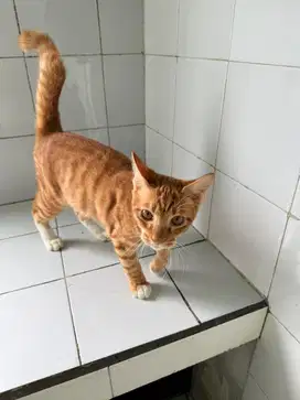 Open adopt kucing oyen umur 3 bulan