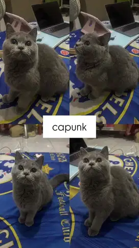 Open Adobt BSH dan BSH Munchkin