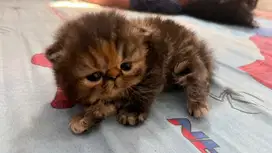 Adop anak kucing