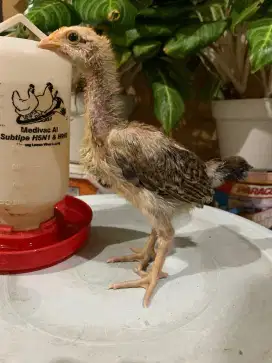 Ayam pelung 3 mingguan sepasang 170