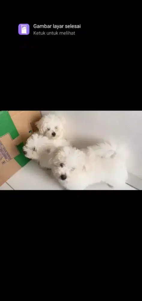 Bichon stb betina seekor usia 3 bln