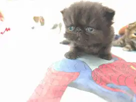 Adop anak kucing
