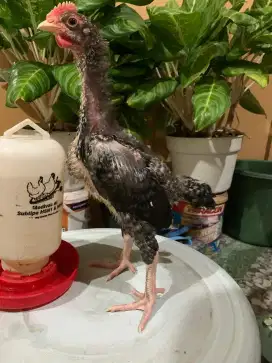 Ayam pelung 1,5 bulan. 1 ekor jantan 140.000