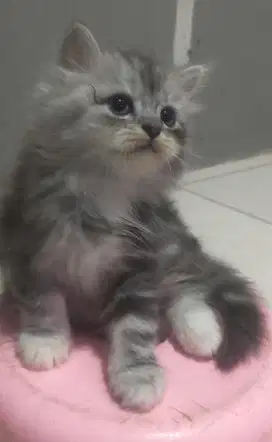 KUCING KITTEN PERSIAN LONGHAIR BULU KAPAS