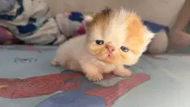 Adop anak kucing