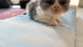 Adop anak kucing