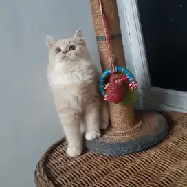 Kucing Persia Red Tabby
