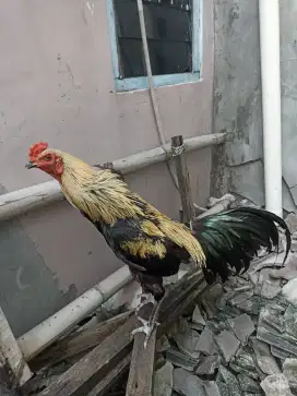 Ayam jago Kampung X Bangkok Jalak