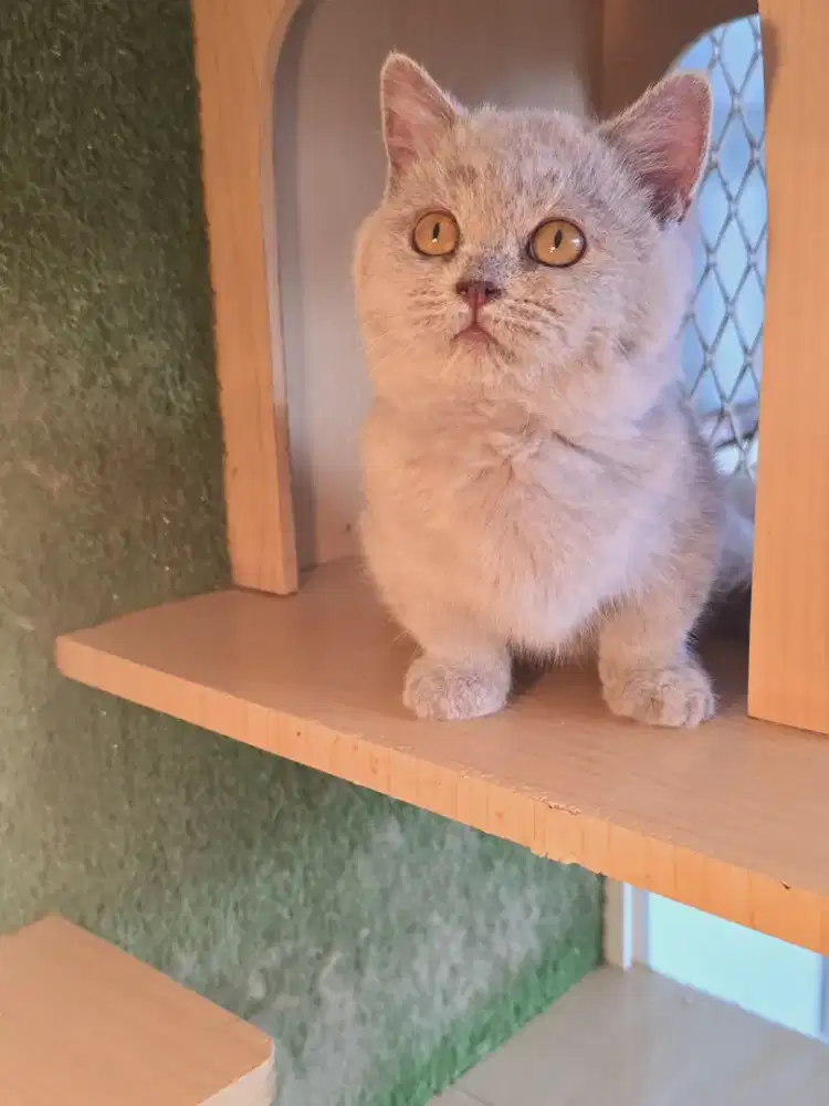 Kucing munchkin lucu imut