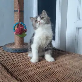 Anakan Kucing Persia Betina