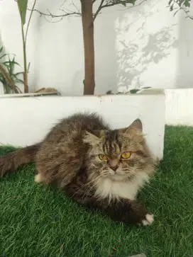 READY FOR ADOPT