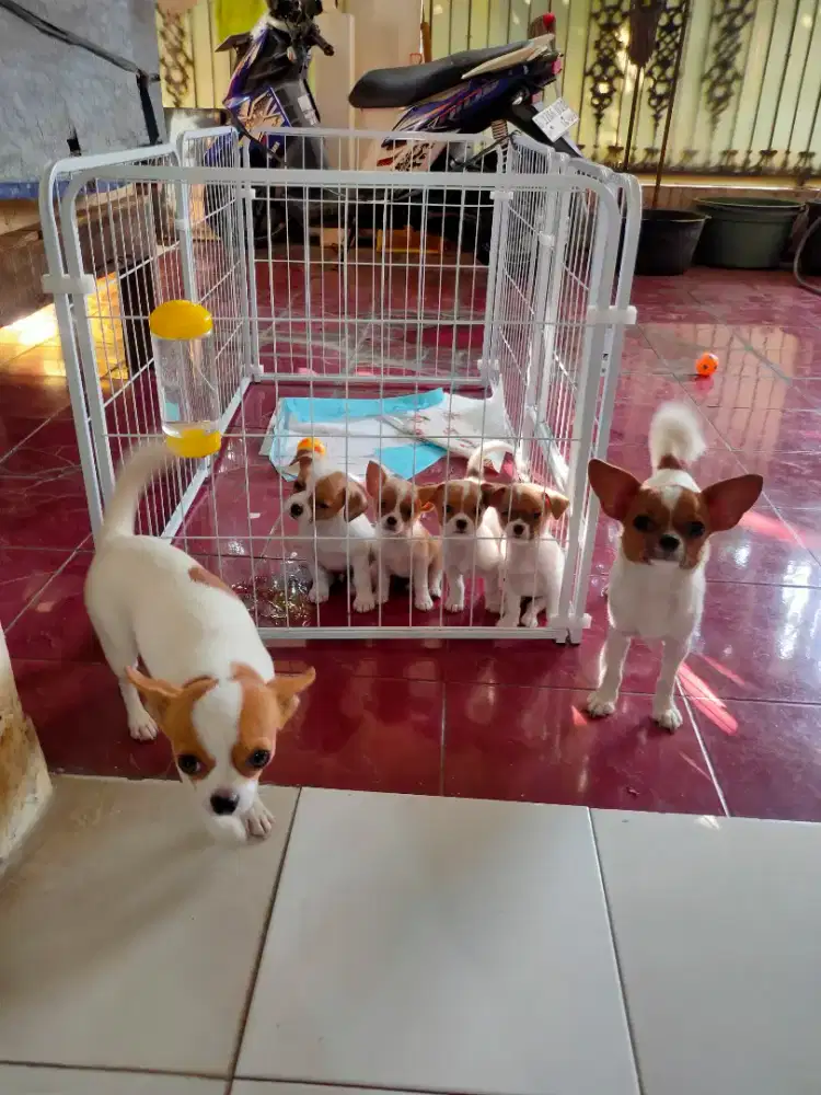 Anjing Chihuahua short hair mungil