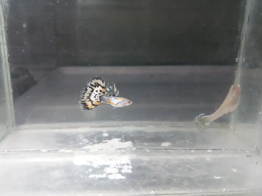 Ikan guppy japan blue red mozaik ekor lebar