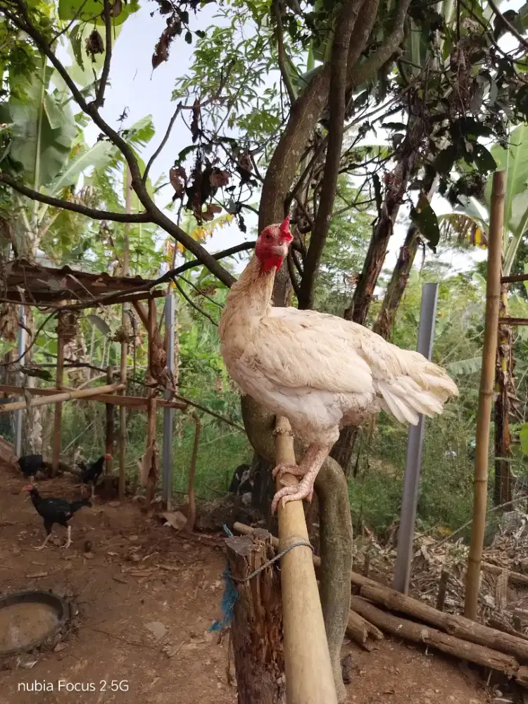 Ayam pelung betina trah putih