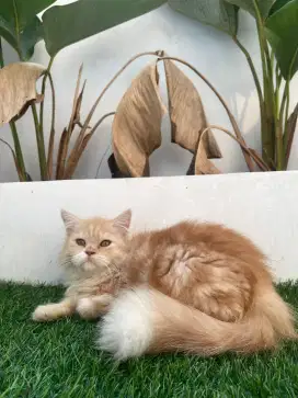 READY FOR ADOPT