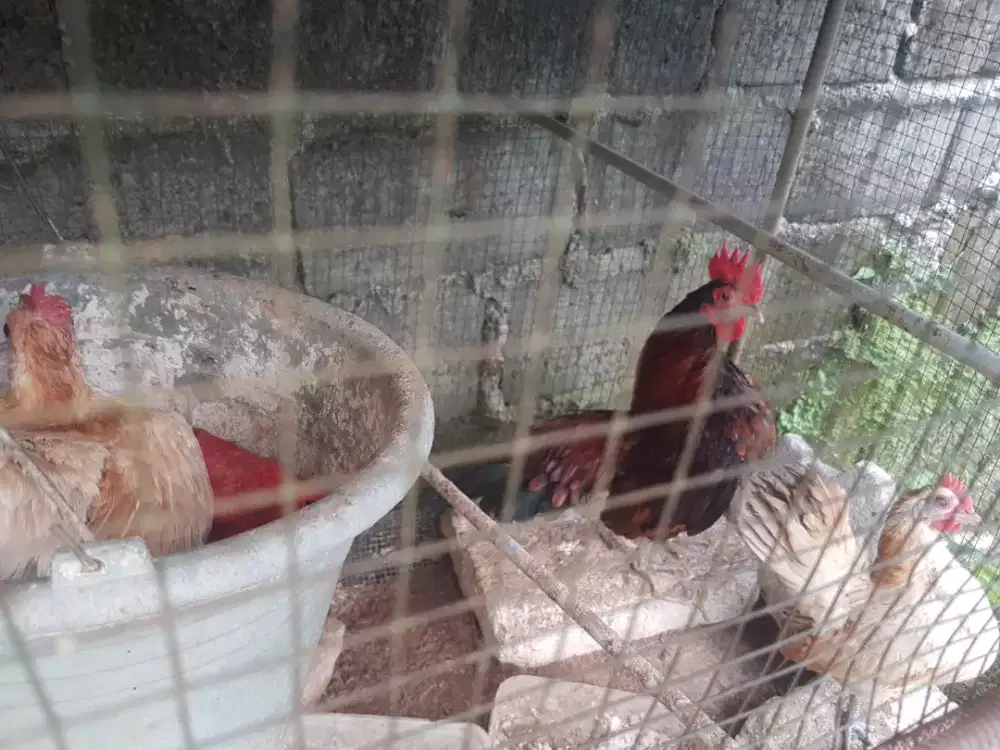 Ayam seramah kate jawa hias