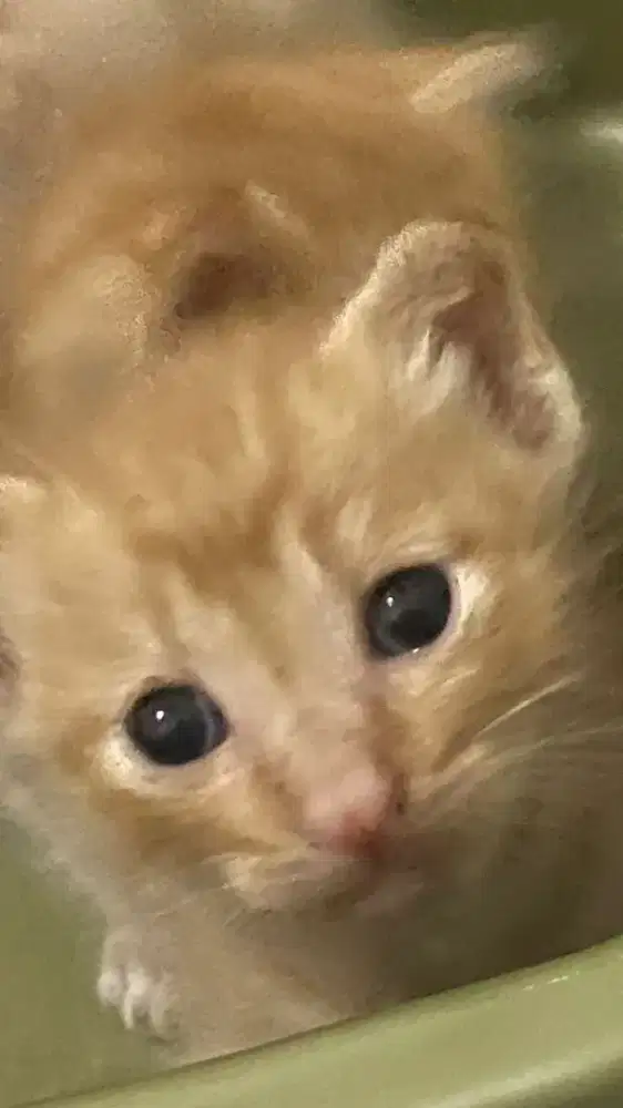 Anak kucing campuran