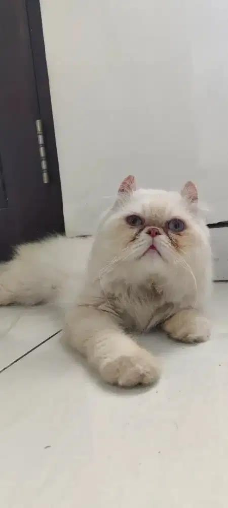 Kucing Jantan Persia American Curl