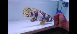 Ikan hias predator Bumblebee grouper / BBG