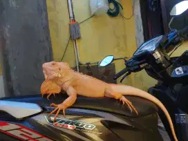Iguana red albino betina jumbo
