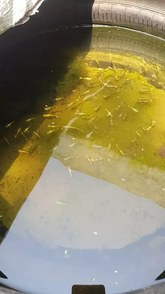 Guppy full gold