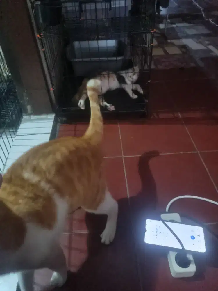 Dicari yang bisa mengurus anjing dan kucing dari jalanan