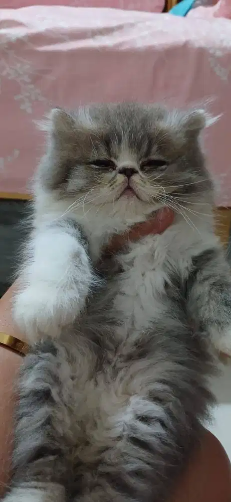 Kucing persia idung pesek