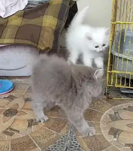 KITTEN PERSIAN LONGHAIR BULU KAPAS