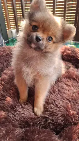 ANJING MINI POM POMERANIAN BETINA