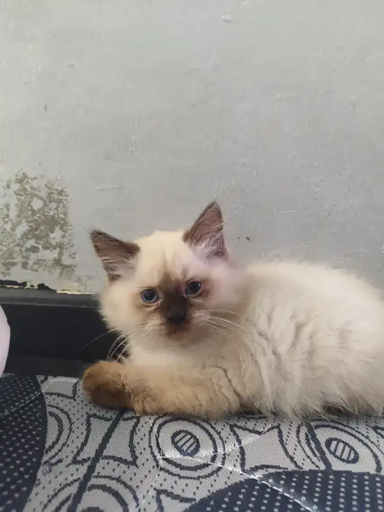 Open Adopt Kitten Female Persian mix Himalayan