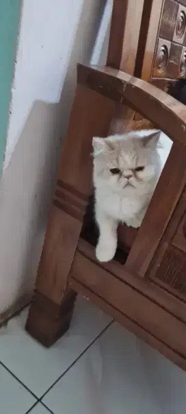 Kucing peaknose jantan shorthair istimewa