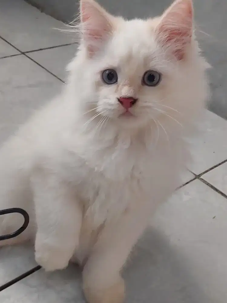 Open Adopt Kitten Male Persian Medium