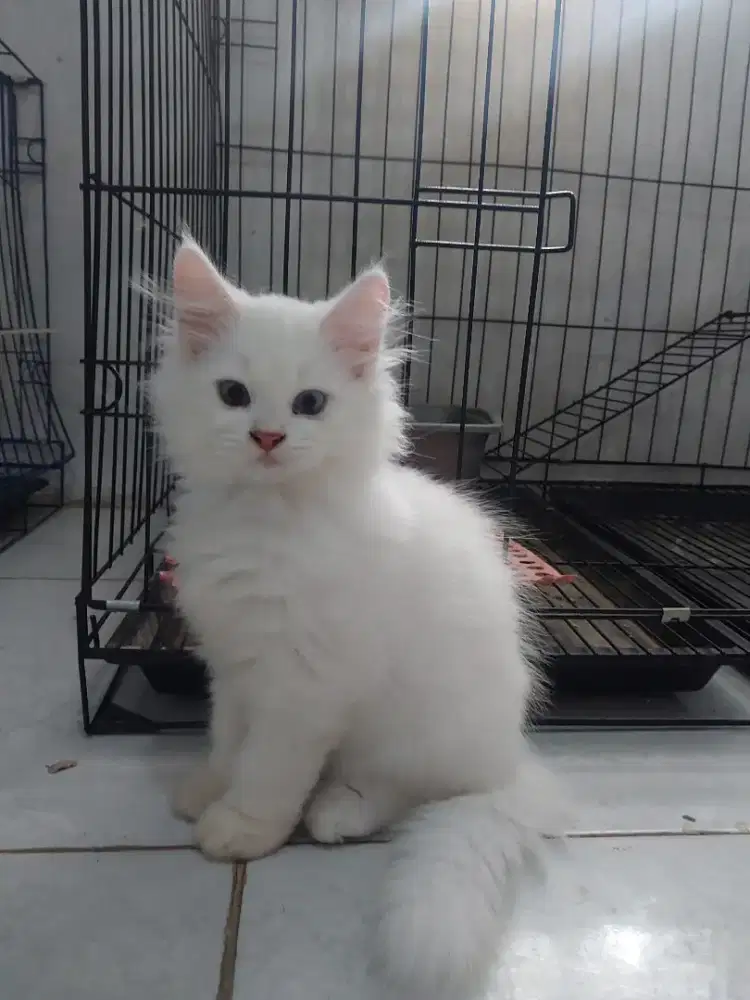 Open Adopt Kitten Male Persian Medium