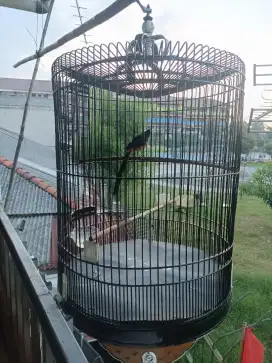 Di jual burung murai mbrk