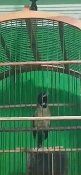 Samyong rawatan gacor isian variasi