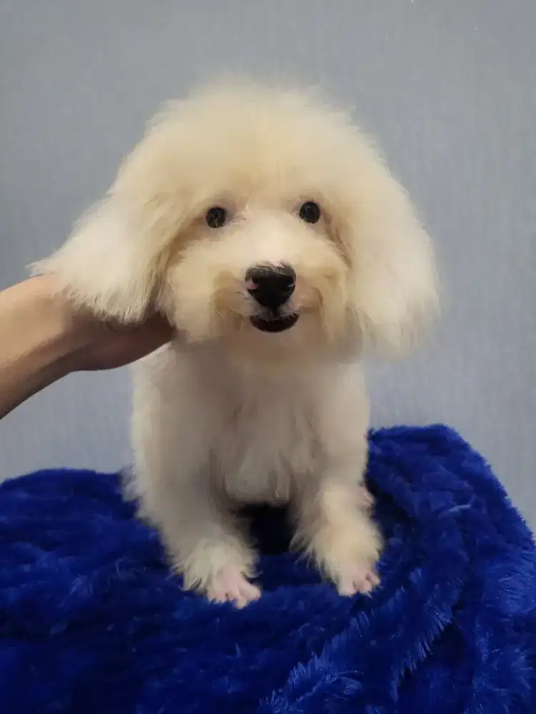 Snow white poodle stambun