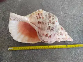 Cangkang kulit kerang Triton 36 cm