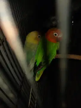 Lovebird pasangan lb biola & pb