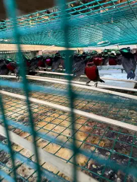 Konin Metalik bahan riwikan