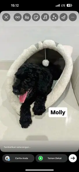 Poodle hitam 6 bulan