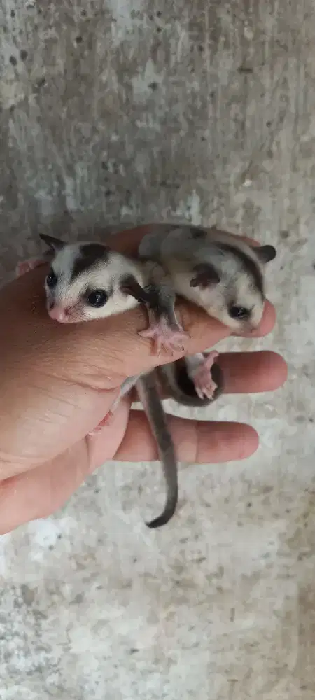 Sugar glider anakan wf sepasang