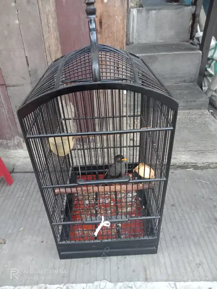burung jalak kebo + kandang