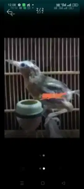 WAMBI BETINA BUNYI SEMAUNYA BULU LG AMBROL TT masuk