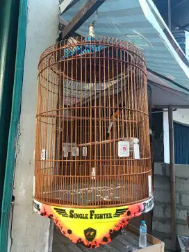 MURAI BATU TRAH PRESTASI DOBLE RING