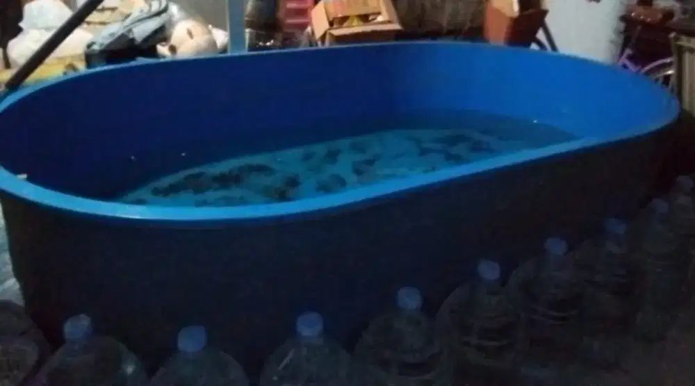 Bak ikan besar atau kolam fiber