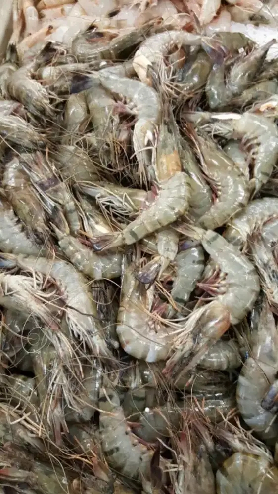Udang jumbo fresh