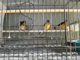 Murai Betina Trotol trah Ekor panjang