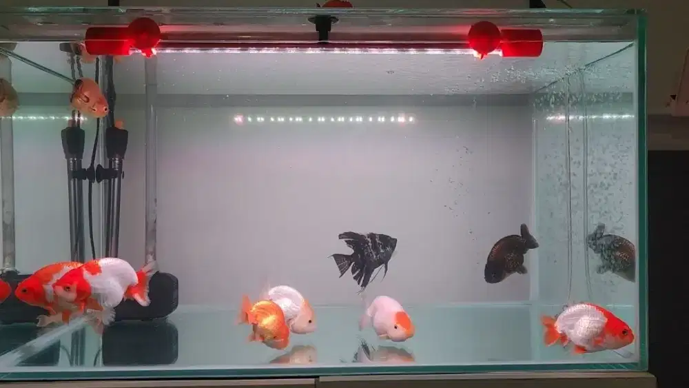 Goldfish Ranchu Rancu Ikan Mas Koki